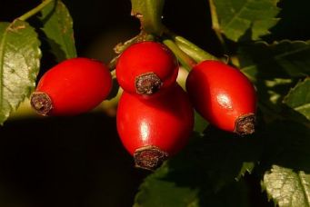 herbst-02