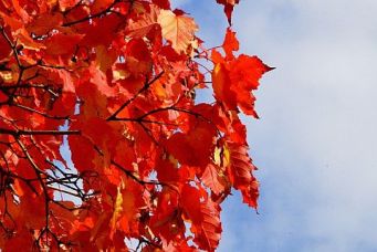 herbst-02