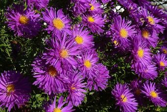 herbst-02