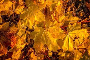 herbst-02