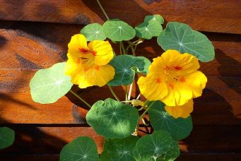 herbst-02