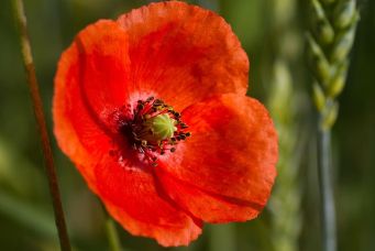 herbst-02